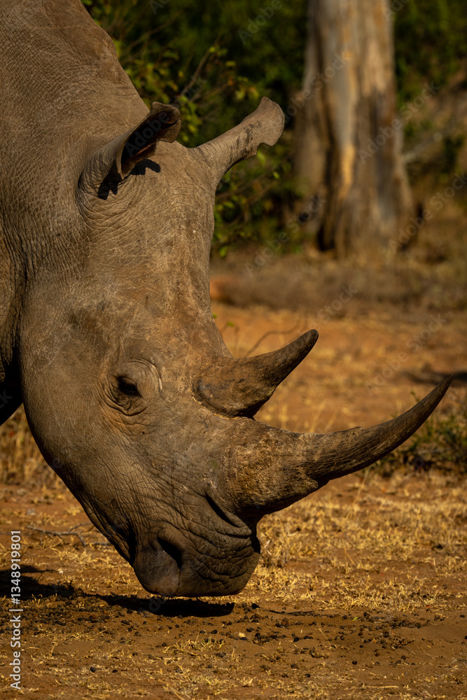 Obraz premium Close-up of white rhino head near tree