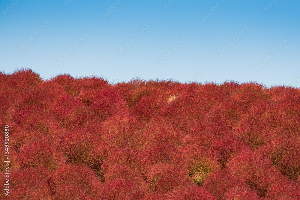 Kochia(Summer cypress,Bassia scoparia)in Hitachi Seaside Park
コキア、国営ひたち海浜公園 Kochia(Summer cypress,Bassia scoparia)in Hitachi Seaside Park
コキア、国営ひたち海浜公園