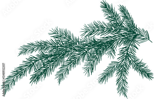 Pine tree branches Christmas illustration