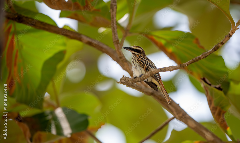 The striped flycatcher is a passerine bird in the tyrant flycatcher family (Myiodynastes maculatus).