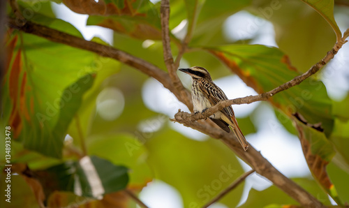 The striped flycatcher is a passerine bird in the tyrant flycatcher family (Myiodynastes maculatus).