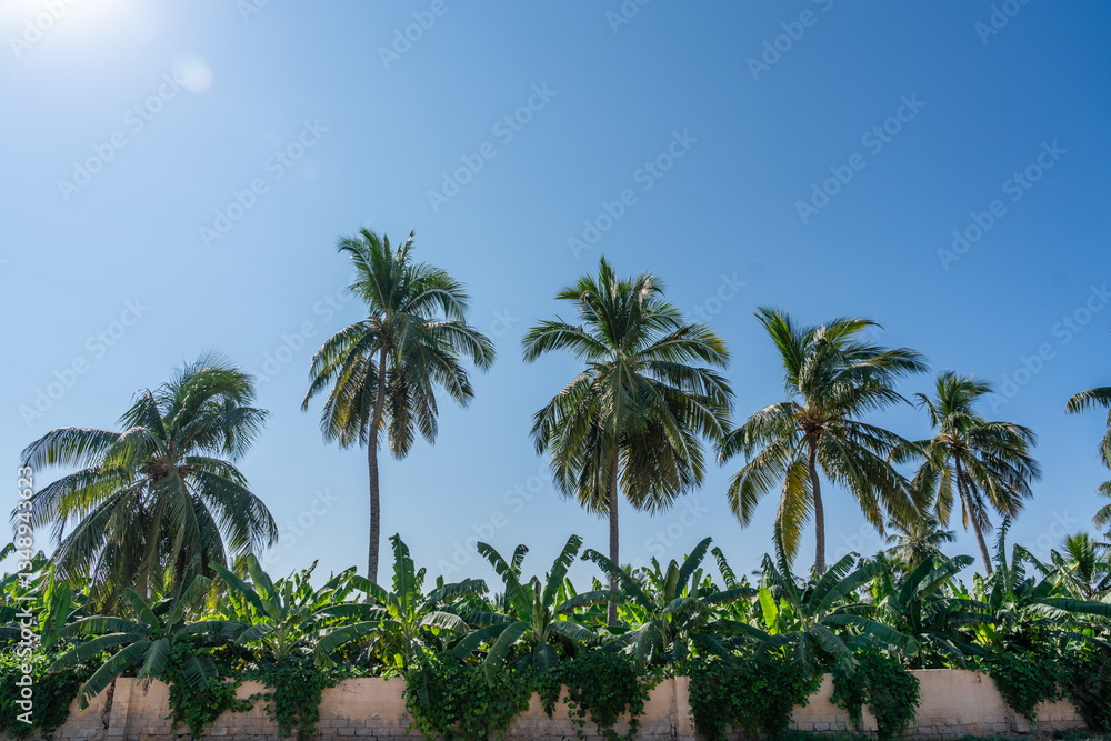 Tropischer Traum Kokospalmen und Bananen hinter Mauer Tropischer Traum Kokospalmen und Bananen hinter Mauer