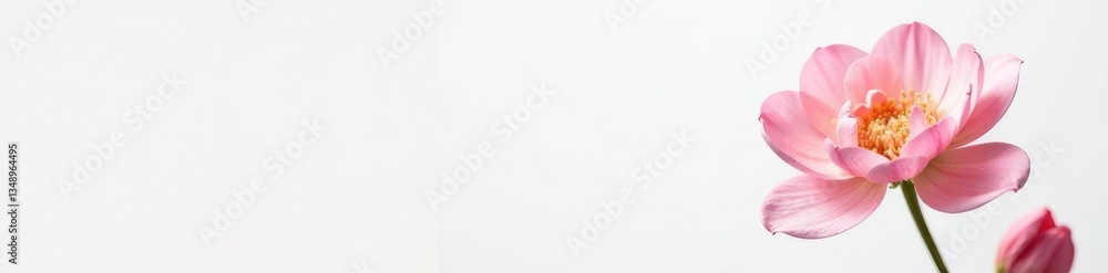 Delicate flower with intricate details on a plain white background, bloom, petals Delicate flower with intricate details on a plain white background, bloom, petals