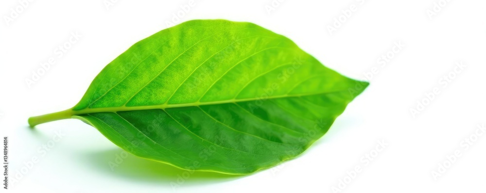 Delicate green leaf isolated on white background, flora, flower, greenery Delicate green leaf isolated on white background, flora, flower, greenery