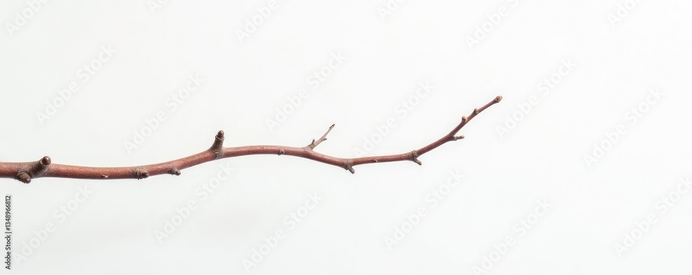 Fototapeta premium Single branch stretches across the white background, delicate, tree, twig