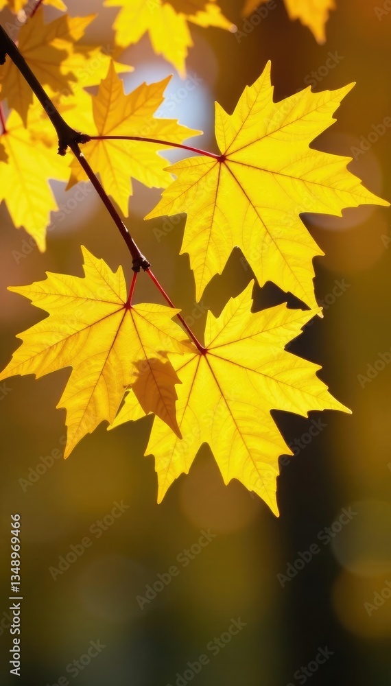 Softly glowing yellow maple leaves on a tree branch, sunlight, nature Softly glowing yellow maple leaves on a tree branch, sunlight, nature