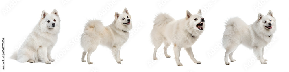Fototapeta premium American eskimo dog isolated on a transparent background.