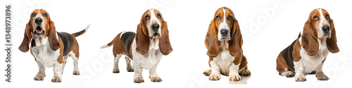 Basset hound dog isolated on a transparent background.