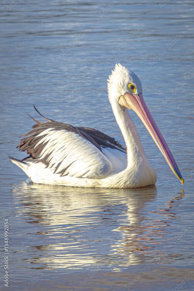 Pelican on noosa river Pelican on noosa river