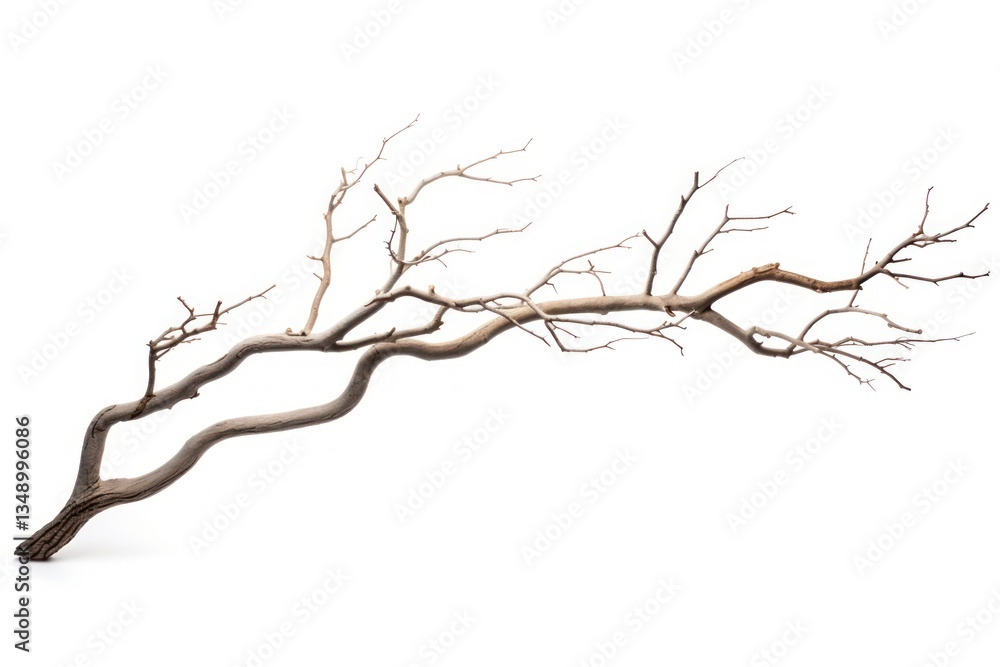 Fototapeta premium Tree branch plant white background tranquility.
