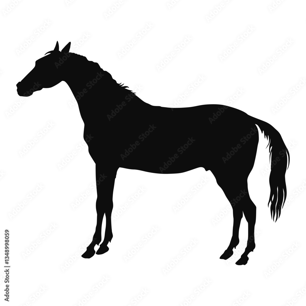 Obraz premium Vector silhouette of a realistic Horse - black animal illustration, isolated on white background