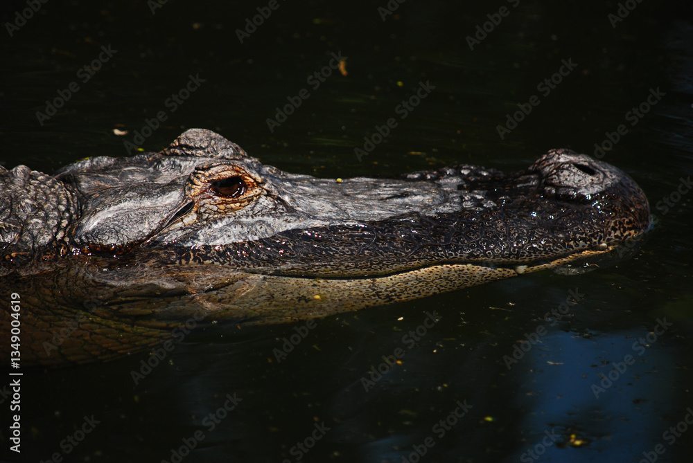 Fototapeta premium crocodile south africa
