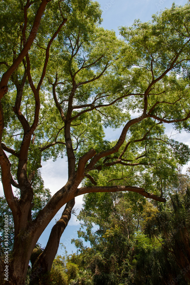 Fototapeta premium Large tree branches in Inhotim, Minas Gerais, Brazil.