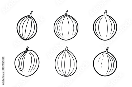 Nutmeg – Myristica fragrans line art vector illustration