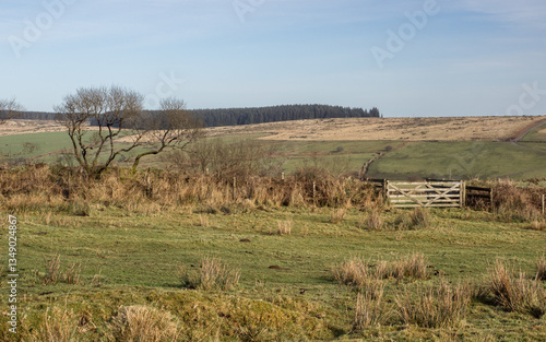 A gate and stone wall in a field in Cornwall withh woodland in distance
