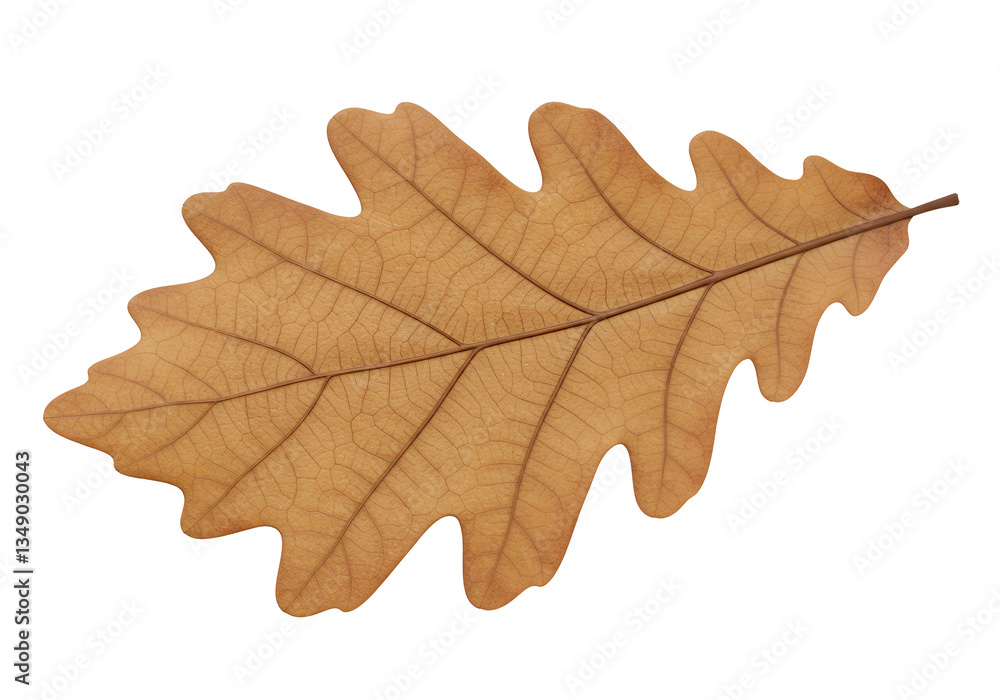 Fototapeta premium Fallen Oak Leaf in Golden Brown with Hyper-Realistic Texture