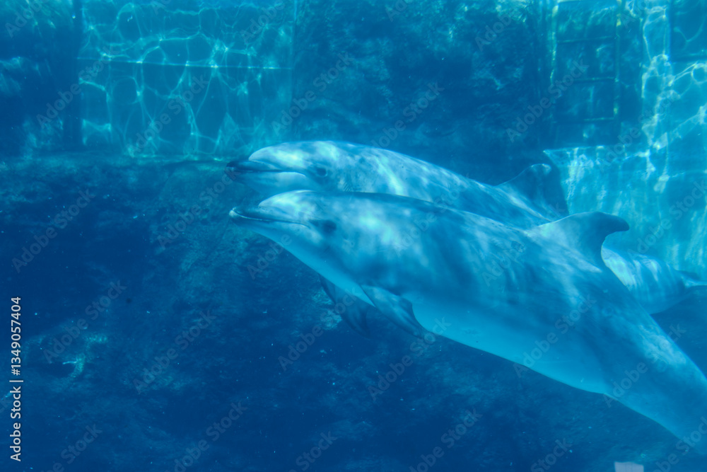 Naklejka premium 水槽の中を泳ぐイルカ（名古屋港水族館）