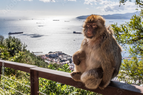 Apes/Monkeys of Gibraltar in a sunny day with background landscapes