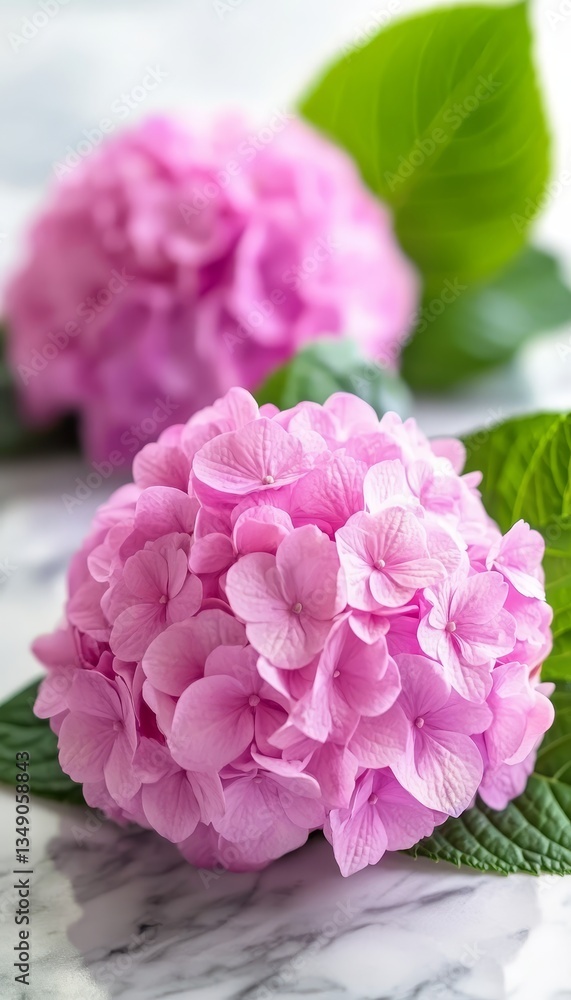 Two Vibrant Pink Hydrangea Flowers in Bloom on a White Marble Surface, With Copy Space Two Vibrant Pink Hydrangea Flowers in Bloom on a White Marble Surface, With Copy Space