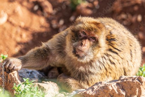 Apes/Monkeys of Gibraltar in a sunny day with background landscapes