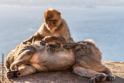 Apes/Monkeys of Gibraltar in a sunny day with background landscapes
