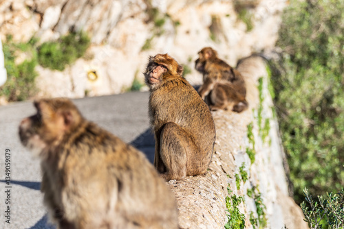 Apes/Monkeys of Gibraltar in a sunny day with background landscapes