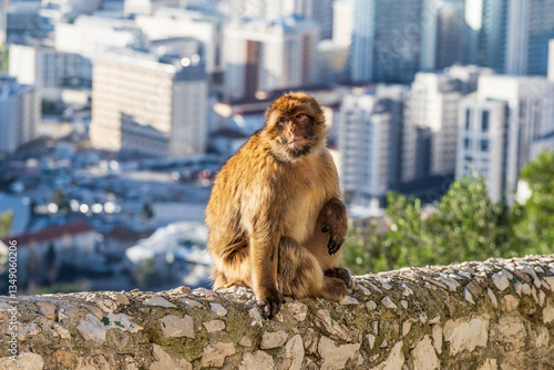 Apes/Monkeys of Gibraltar in a sunny day with background landscapes