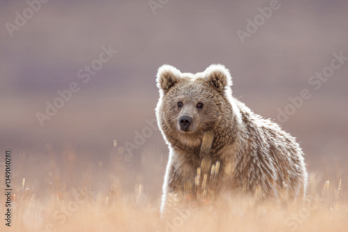 Himalayan Brown Bear, 
Himalayan brown at Deosai National Park, Skardu, GB, Pakistan
