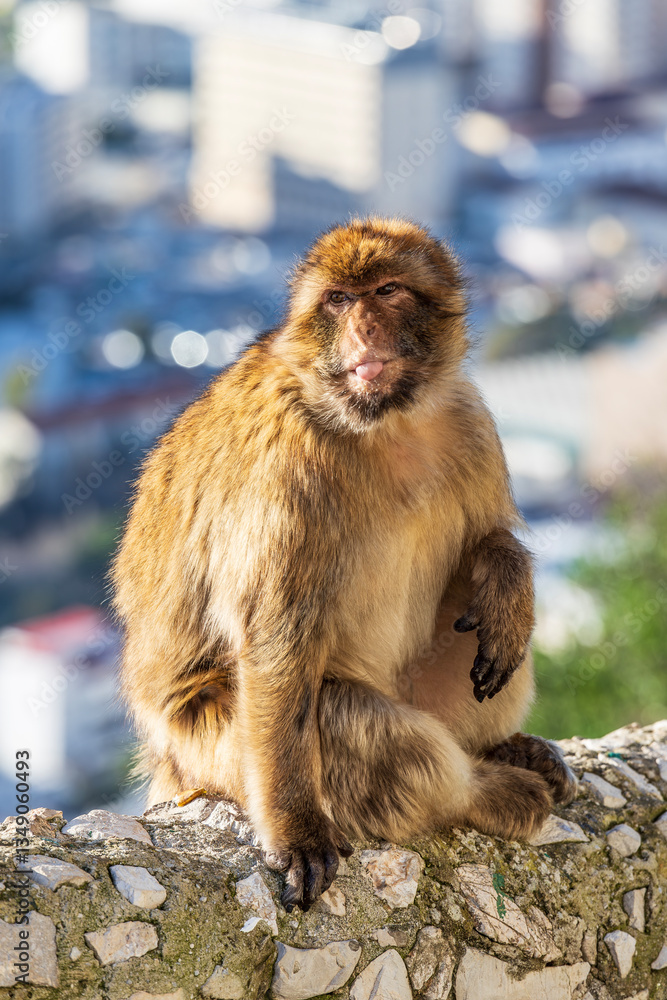 Naklejka premium Apes/Monkeys of Gibraltar in a sunny day with background landscapes