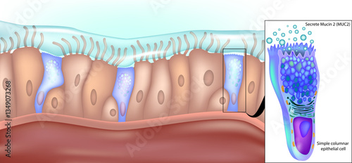 Simple columnar epithelial cells that secrete mucin 2 in the lower gastrointestinal tract. Structure of Simple Columnar Epithelial Cell in Stomach. Mucin 2 Production in Gastric Epithelial Cells