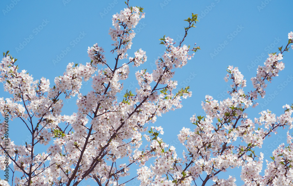 blooming cherry tree blooming cherry tree