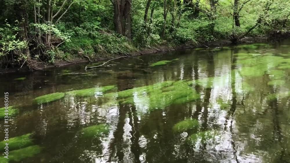 Body of water with green algae floating on top Body of water with green algae floating on top