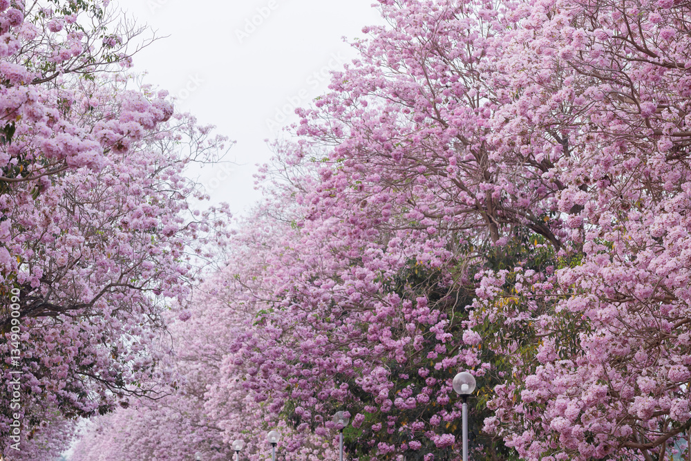 A stunning canopy of Tabebuia rosea, also known as the pink trumpet tree, blooms in full splendor, creating a breathtaking scene A stunning canopy of Tabebuia rosea, also known as the pink trumpet tree, blooms in full splendor, creating a breathtaking scene