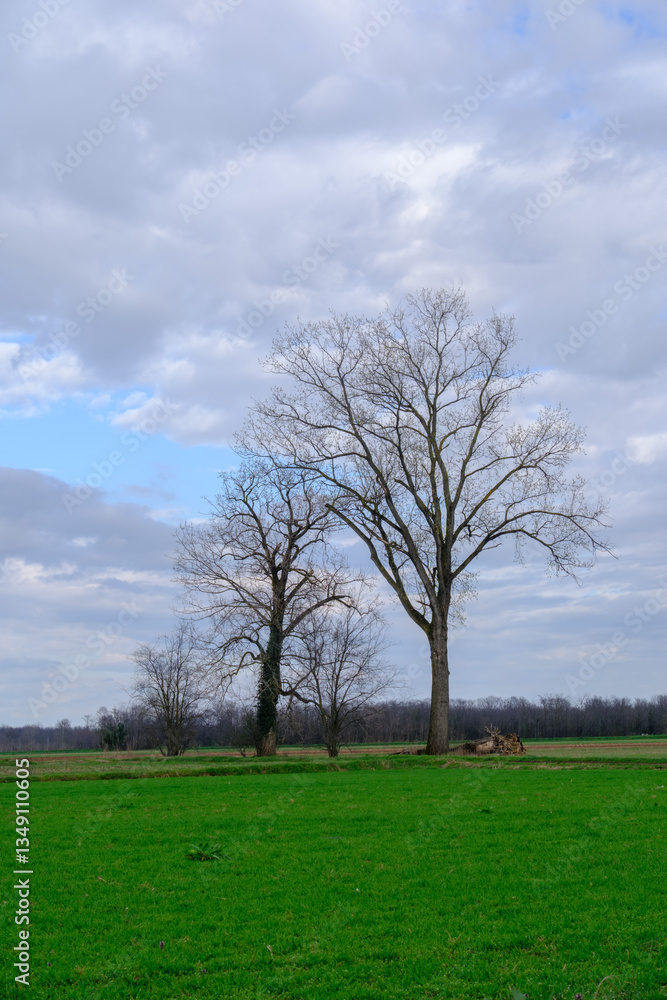 Obraz premium Rural landscape near Busto Garolfo, Milan, Italy, at March