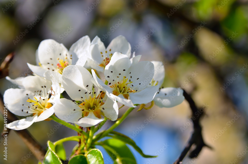 White spring blossoms with detailed texture, natural light