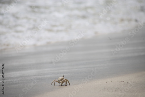 Seaside view of a ghost crab on the wet sand, near the water’s edge, aiting for the incoming waves, Oman