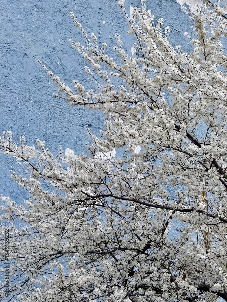 White apricot blossoms. apricot flowers photo on blue house background. flowering apricot tree in early spring. High quality photo White apricot blossoms. apricot flowers photo on blue house background. flowering apricot tree in early spring. High quality photo