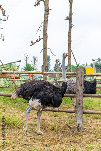 Obraz na plátně Ostrich, an ornamental animal kept in captivity in the zoo