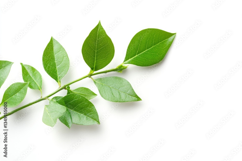 Green Leafy Branch on White Background Botanical Freshness and Simplicity Green Leafy Branch on White Background Botanical Freshness and Simplicity