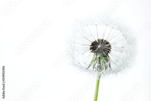 Wallpaper Mural Dandelion Seed Head Close Up on White Background in Bright Light Torontodigital.ca
