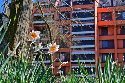 Primavera a Basiglio, narcisi, fiori, piante a Milano 3 - Lombardia