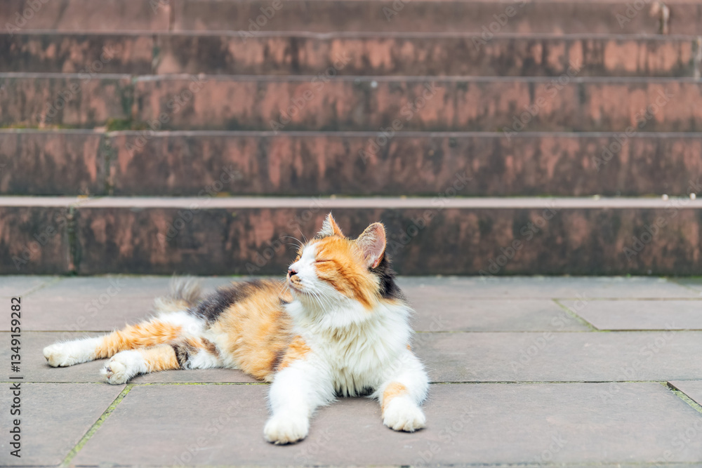 A cute and well-behaved cat lying on the ground A cute and well-behaved cat lying on the ground