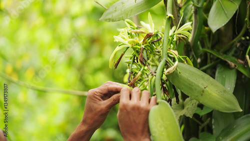 Vanilla farmer hand pollinating flowers on plant in plantation, planifolia
