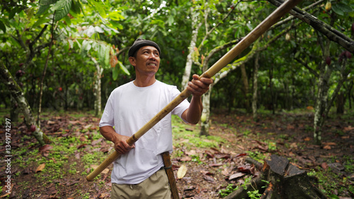 An asian cacao farmer harvesting pods with a wooden stick on a plantation in indonesia