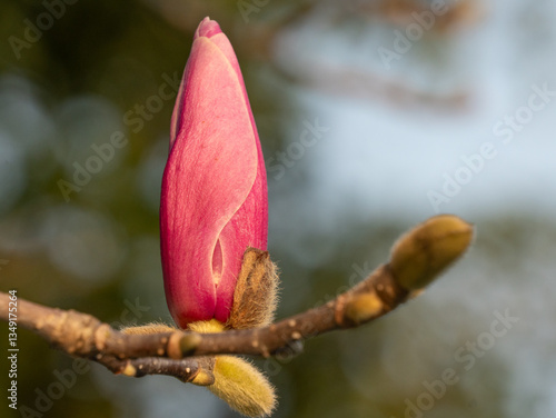 Fuchsia magnolia flowers