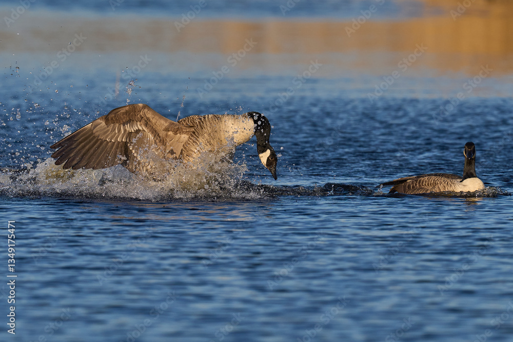 Fototapeta premium Male Canada Goose (Branta canadensis) seeking the attention of a female during the breeding season on the Somerset Levels in Somerset, United Kingdom.