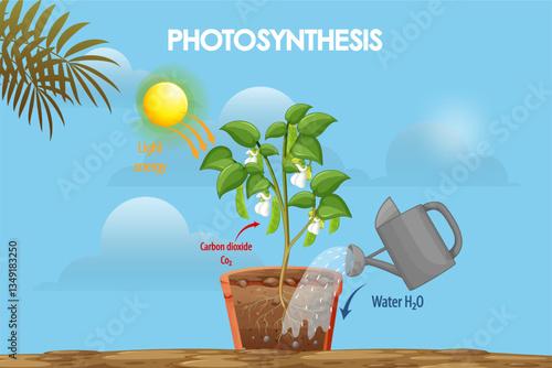 Diagram of the process of photosynthesis in plants from roots to growth in plants