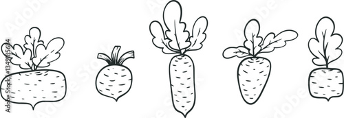 Cartoon beet in hand draw outline style. Set of monochrome vegetables plants different shapes. Doodle vector illustration.