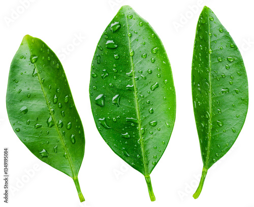 Konstfotografi Citrus leaf isolated png