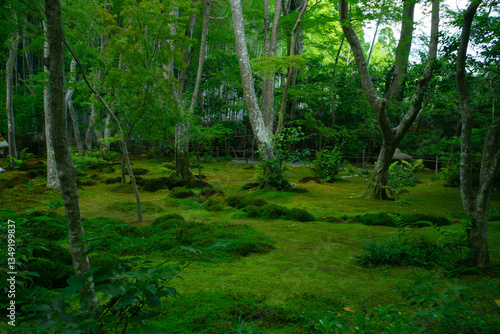 green forest in the morning